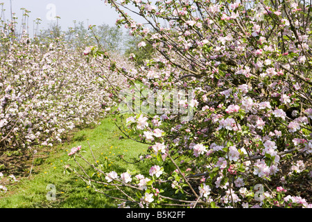 Apple Blossom in Cotswolds in primavera a Hayles frutticolo, Hailes, nei pressi di Winchcombe, Gloucestershire Foto Stock