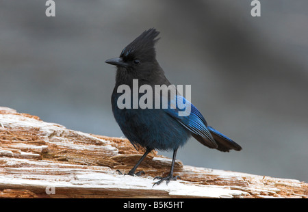 Steller Jay Cyanocitta stelleri appollaiato sul log in cerca di cibo in spiaggia botanico Port Renfrew Isola di Vancouver BC nel Maggio Foto Stock