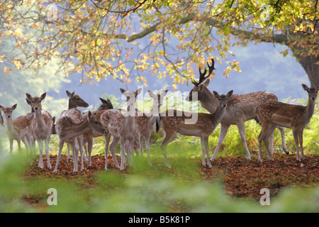 Daino Dama Dama unico maschio adulto in piedi con la mandria di femmine nel bosco prese ottobre Richmond Park London REGNO UNITO Foto Stock