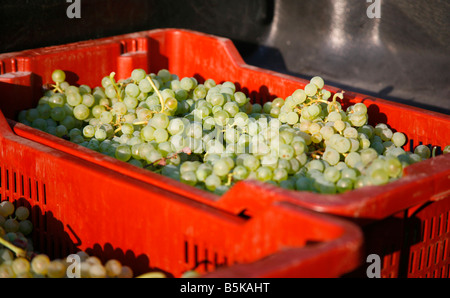 Appena raccolto di uve da vino rosso contenitore Foto Stock