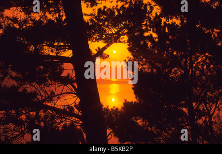 Inverno alba sul lago attraverso gli alberi di pino, Wales, Regno Unito. Foto Stock