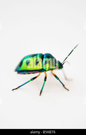 Chrysocoris stollii. Indiano gioiello verde bug su sfondo bianco. India Foto Stock