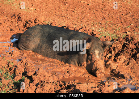 Maiale nel fango di Cipro Foto Stock