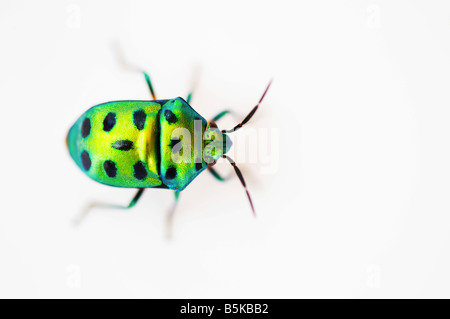 Chrysocoris stollii. Indiano gioiello verde bug su sfondo bianco. India Foto Stock