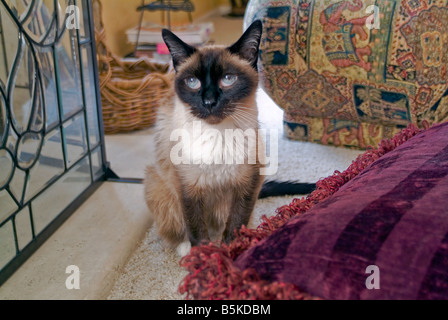 Maschio tradizionale "Old Style" con le racchette da neve gatto siamese gatto occhi blu uno dei primi distinti di razza razza di Wichien-Maat orientali Foto Stock