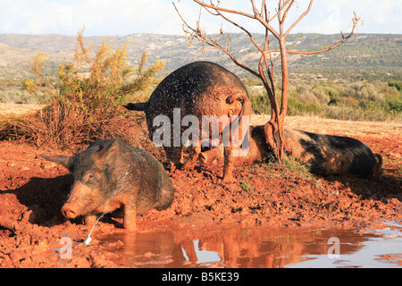 I maiali nel fango di Cipro Foto Stock