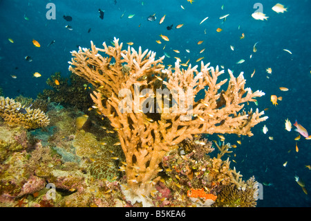 Varietà di coralli e pesci specie della grande barriera corallina, australia Foto Stock