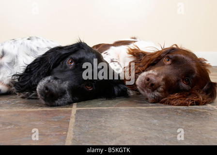 English Springer épagneuls (pistola lavoro cani) Foto Stock