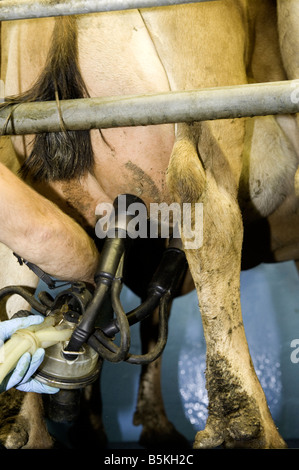 Raccordo di agricoltore cluster di mungitura ad una maglia in una sala mungitura Galles Foto Stock