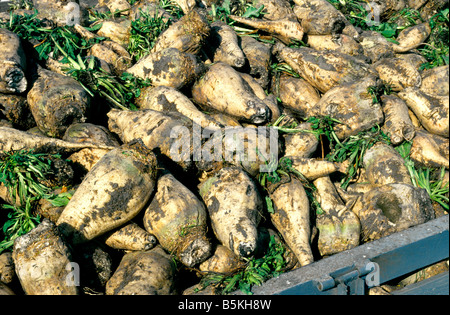 Raccolta della barbabietola da zucchero nel campo bin. Foto Stock