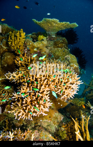 Varietà di coralli e pesci specie della grande barriera corallina, australia Foto Stock