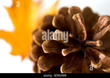 Studio style fotografia di un pino silvestre cono e un platano giallo foglia contro uno sfondo bianco. Foto Stock