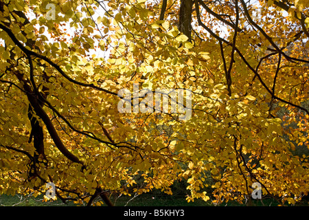 Retroilluminato con struttura in faggio nei colori autunnali a Westonbirt Arboretum Tetbury Regno Unito Foto Stock