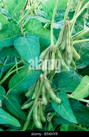 Baccelli di soia la maturazione sulla pianta. Foto Stock