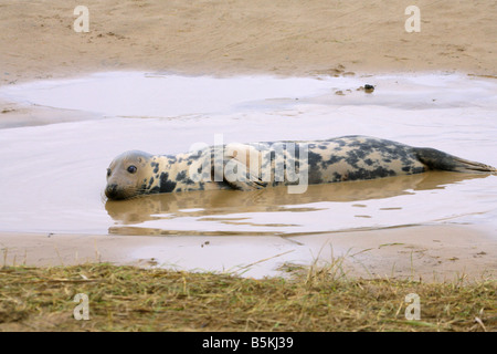 Guarnizione grigia Halichoerus grypus unica femmina adulta giacente in acqua sulla spiaggia prese novembre North Lincolnshire U K Foto Stock