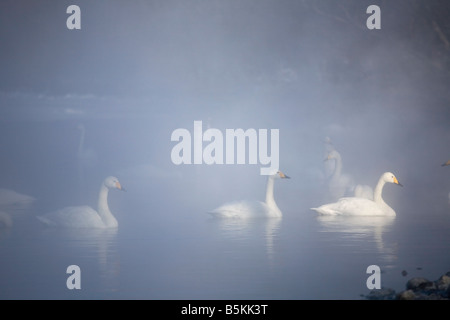 Hokkaido in Giappone Whooper cigni Cygnus cygnus swiming nel nebbioso aprire le acque del lago ghiacciato di Kussharo Akan National Park Foto Stock