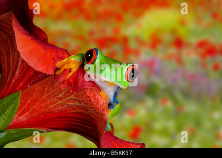 Occhi rossi raganella, Costa Rica (Agalychnis callidryas) Foto Stock