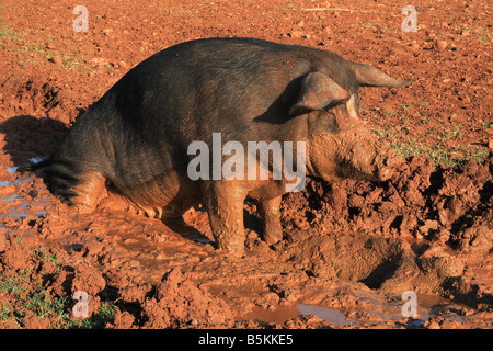 Maiale nel fango di Cipro Foto Stock