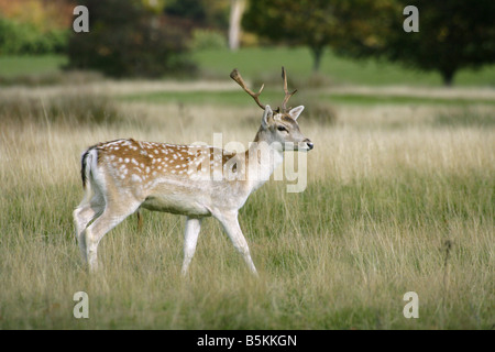 Daino Dama Dama singolo giovane maschio a piedi in erba presi ottobre Knole Park Kent REGNO UNITO Foto Stock