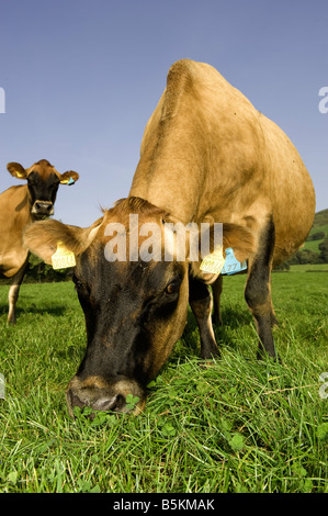 Jersey bestiame bovino di caseificio pascolano nella campagna gallese vicino a Ruthin Galles Foto Stock