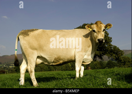 Jersey bestiame bovino di caseificio pascolano nella campagna gallese vicino a Ruthin Galles Foto Stock