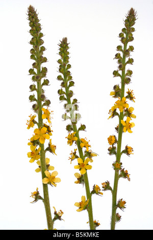 Agrimony Agrimonia eupatoria Foto Stock