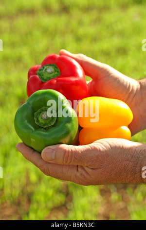 La raccolta di peperoni Foto Stock