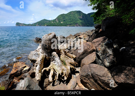 Una SPIAGGIATA PEZZO DI DRIFTWOOD sulla riva nei pressi di Soufriere ST LUCIA Foto Stock