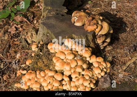 Funghi spontanei in campagna Foto Stock