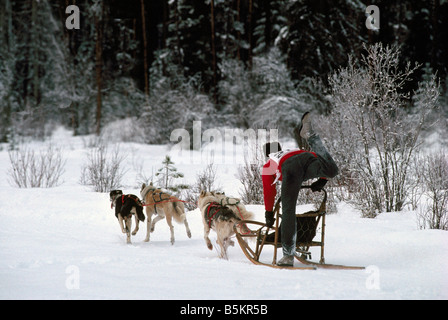 Team di slitte trainate da cani racing presso l'International Sled Dog Race vicino Falkland nella regione Okanagan della Columbia britannica in Canada Foto Stock