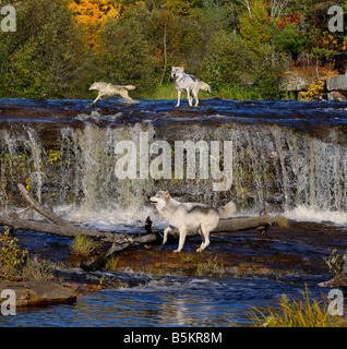 Tre Lupi grigi scorazzare nel bollitore fiume intorno ad una cascata nel vietare parco dello stato del Minnesota Foto Stock