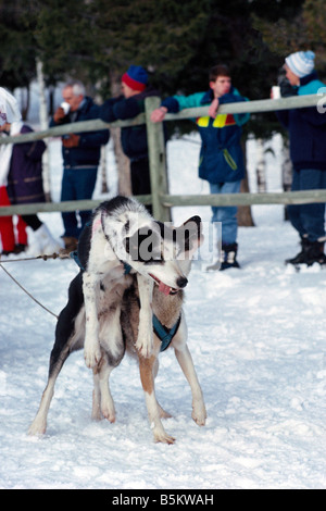 Sled Dog Racing vicino al '100 Mile House' nel Cariboo regione della Columbia britannica in Canada Foto Stock