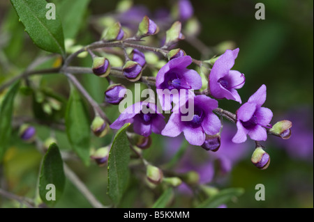 Ovale-lasciava mint bush Prostanthera ovalifolia fiori Banksia Farm Mt Barker Western Australia Settembre Foto Stock