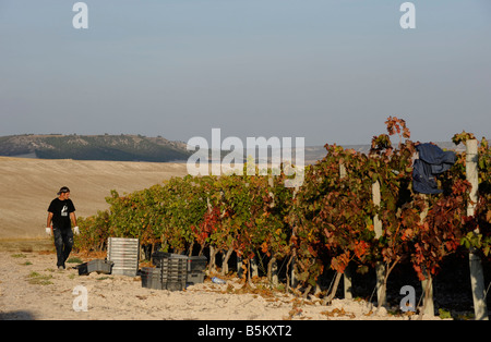 La vendemmia o la Vendimia a Mauro vigna in Tudela del Duero Spagna Foto Stock