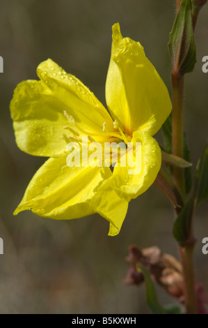 Enotera Oenothera flower Esperance di strada Raventhorpe Western Australia Settembre Foto Stock