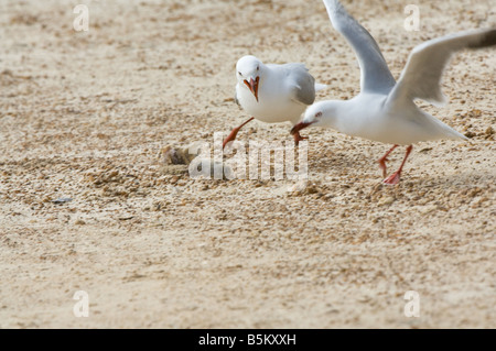 Argento (gabbiano Chroicocephalus novaehollandiae) adulto con pesce spiaggia Barrens Fitzgerald River National Park Australia Occidentale Foto Stock