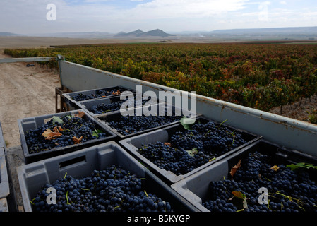 Uve Tempranillo vengono raccolte durante la vendemmia a Mauro vigna in Tudela del Duero Spagna Foto Stock