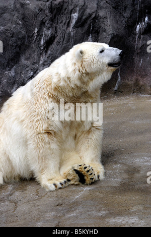 Orso polare in Asahiyama Zoo Hokkaido in Giappone Foto Stock