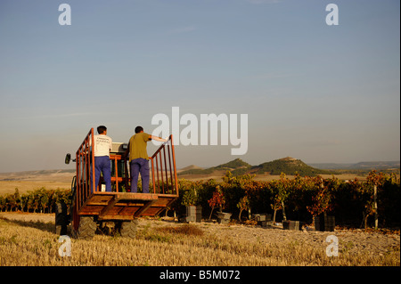 La vendemmia o la Vendimia a Mauro vigna in Tudela del Duero Castilla y Leon Spagna Foto Stock