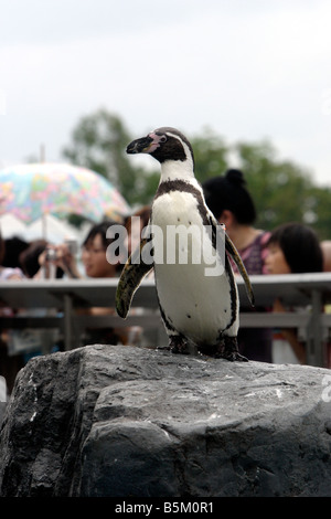 Nero Africa footed penguin Spheniscus demersus in Asahiyama Zoo Hokkaido in Giappone Foto Stock