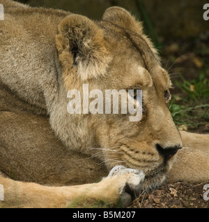 Femmina Leonessa asiatico (Panthera Leo Persica), Zoo, Inghilterra, Europa Foto Stock