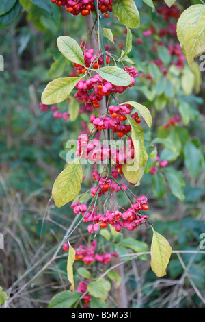 Albero mandrino Euonymus europaeus ramo CON FRUTTI DI BOSCO Foto Stock