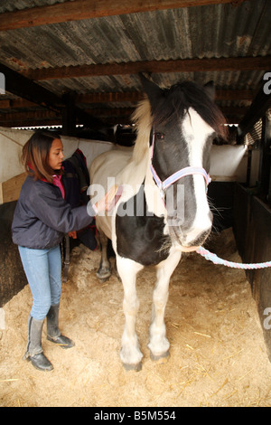 Donna che grooming cavallo Regno Unito; Una ragazza teen grooms il suo cavallo nella stalla, Cambridgeshire, Inghilterra Foto Stock