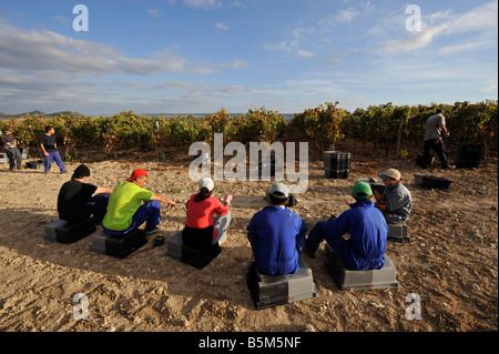 I lavoratori si prendono una pausa durante la vendemmia a Mauro vigna in Tudela del Duero Spagna Foto Stock