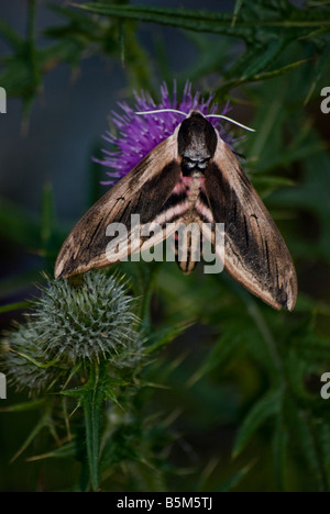 Ligustro hawk moth su purple thistle Foto Stock