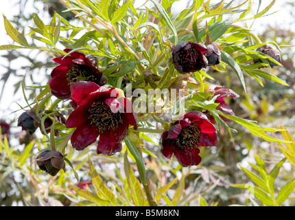 Chaenomeles Japonica speciosa 'simonil' Cotogna giapponese Foto Stock