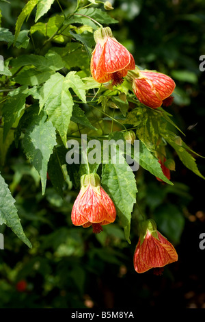 Rosso indiano di vena malva (Abutilon Pictun) Fiori Foto Stock