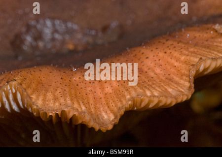 Grandi miele marrone fungo toadstool trovati nella zona forestale nella valle di Elan Powys Galles Centrale Foto Stock