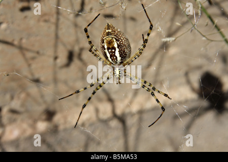 Giardino nastrati spider (Argiope Trifasciata), Arizona, Stati Uniti d'America Foto Stock