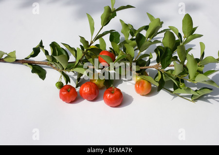 Close-up di bacche di acerola (Malpighia glabra) su sfondo bianco Foto Stock